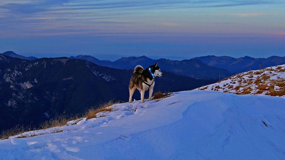 Pes s světelný límec Leuchtie v zasněžených Alpách