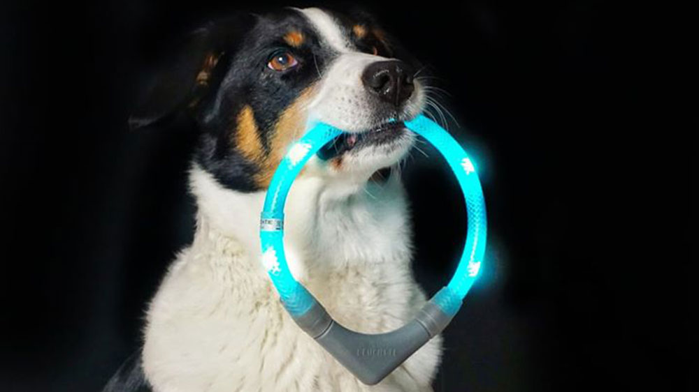 světelný límec Leuchtie je získán od psa